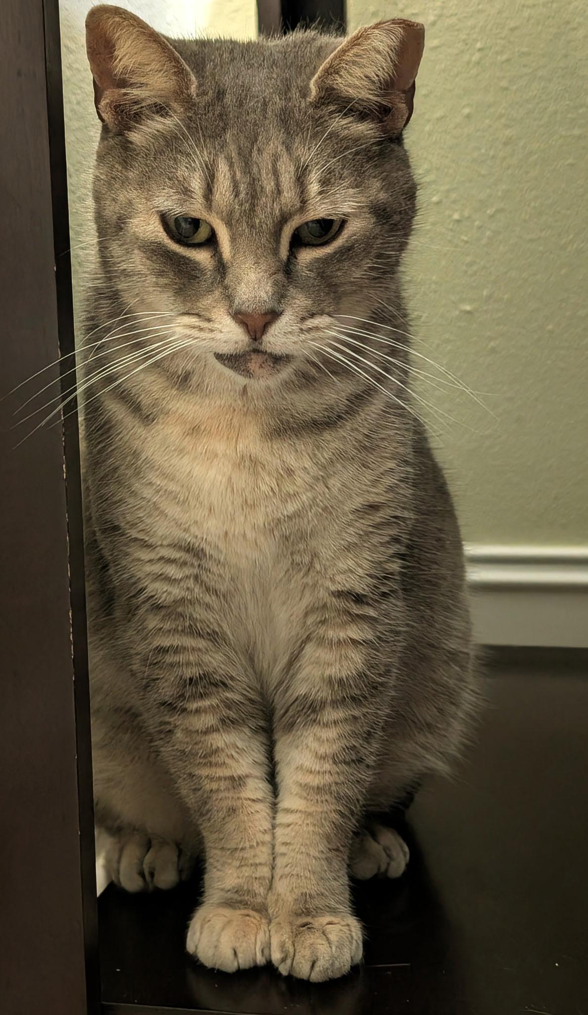 Enlarge Dolly, a ADOPTABLE mixed breed in Melbourne, FL image 2/2