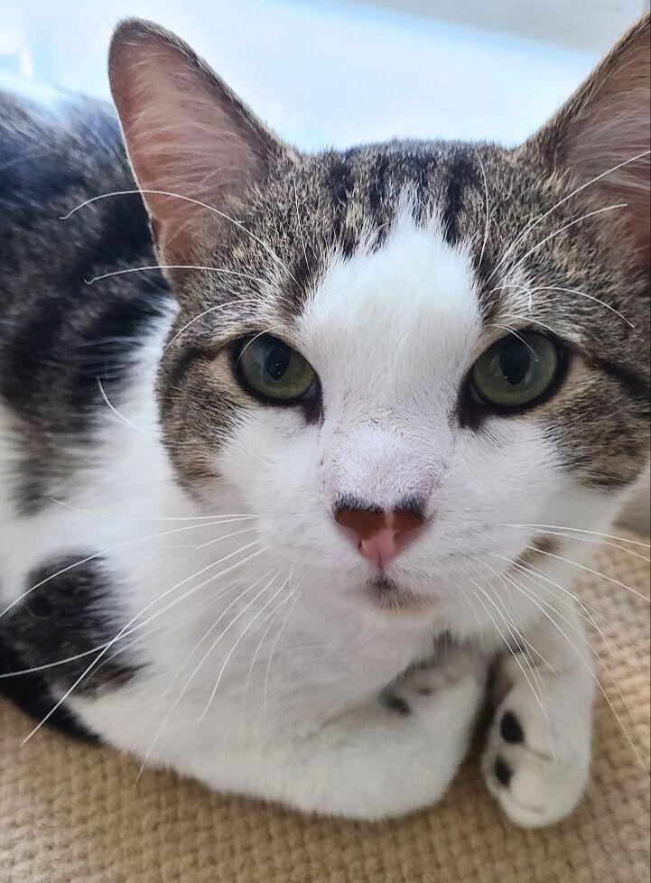 Jimmy, Adoptable, Adult Male Domestic Short Hair.