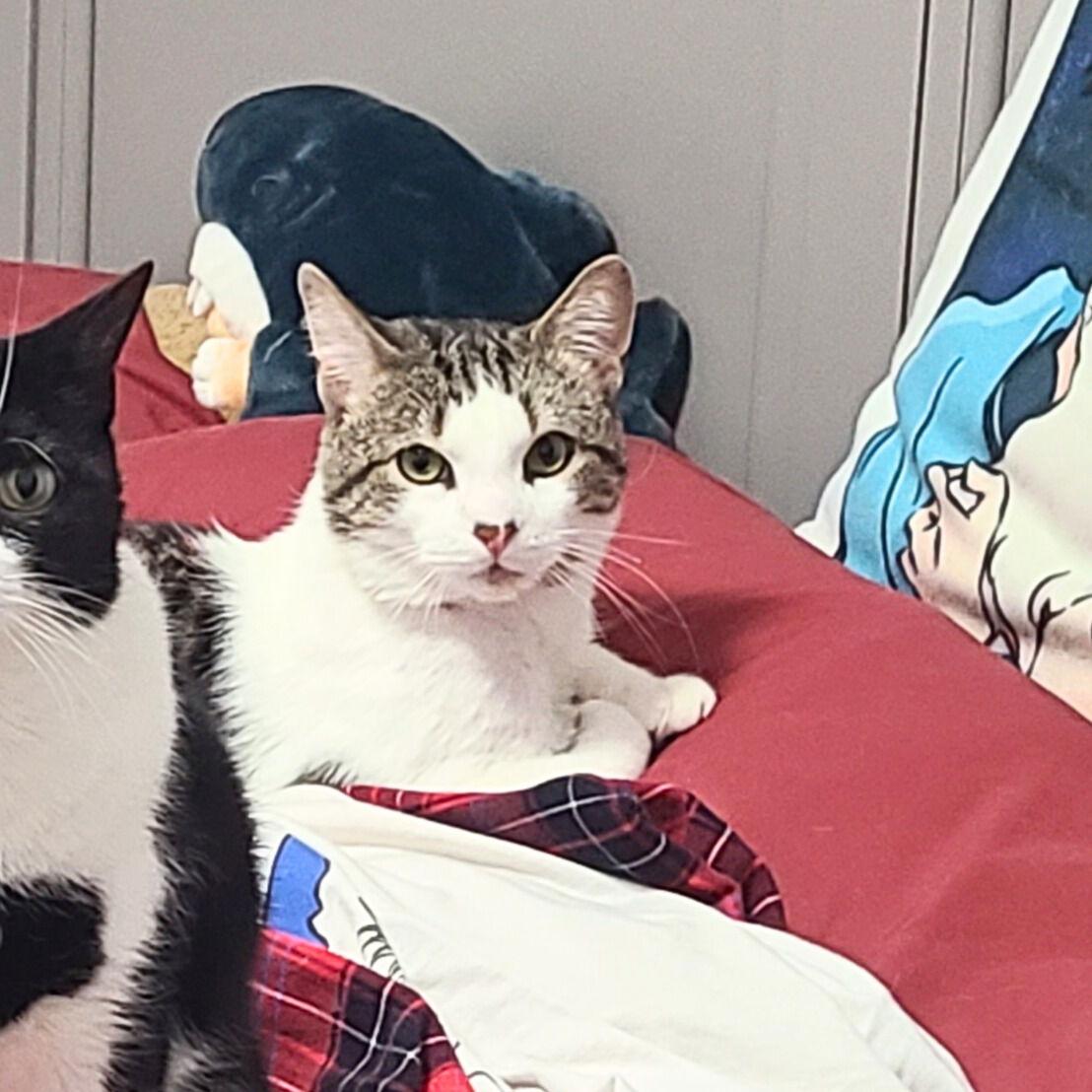 Jimmy, a Adoptable Domestic Short Hair in Brooklyn, NY image 2/3