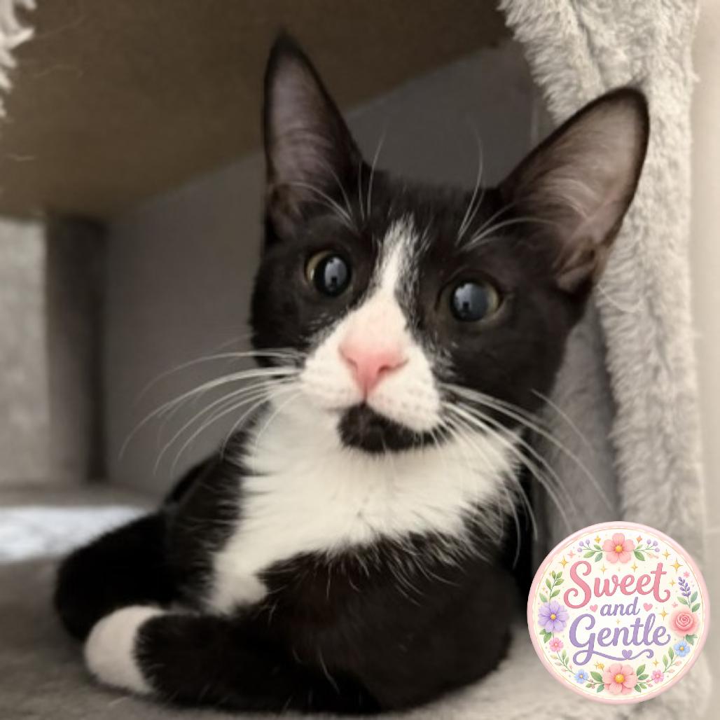 Poppy, Adoptable, Kitten Female Domestic Short Hair.