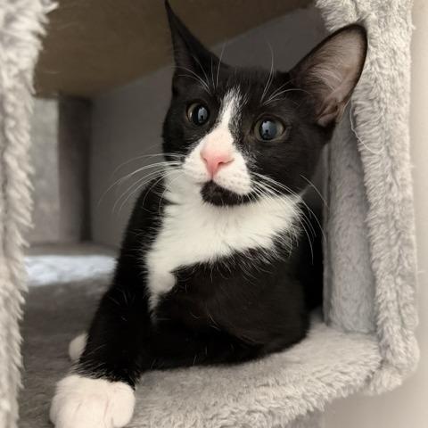 Enlarge Poppy, a Adoptable Domestic Short Hair in Jupiter, FL image 2/3