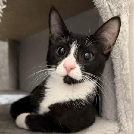 Enlarge Poppy, a Adoptable Domestic Short Hair in Jupiter, FL image 3/3