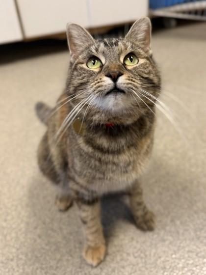 Clara, Adoptable, Adult Female Domestic Short Hair & Domestic Short Hair.
