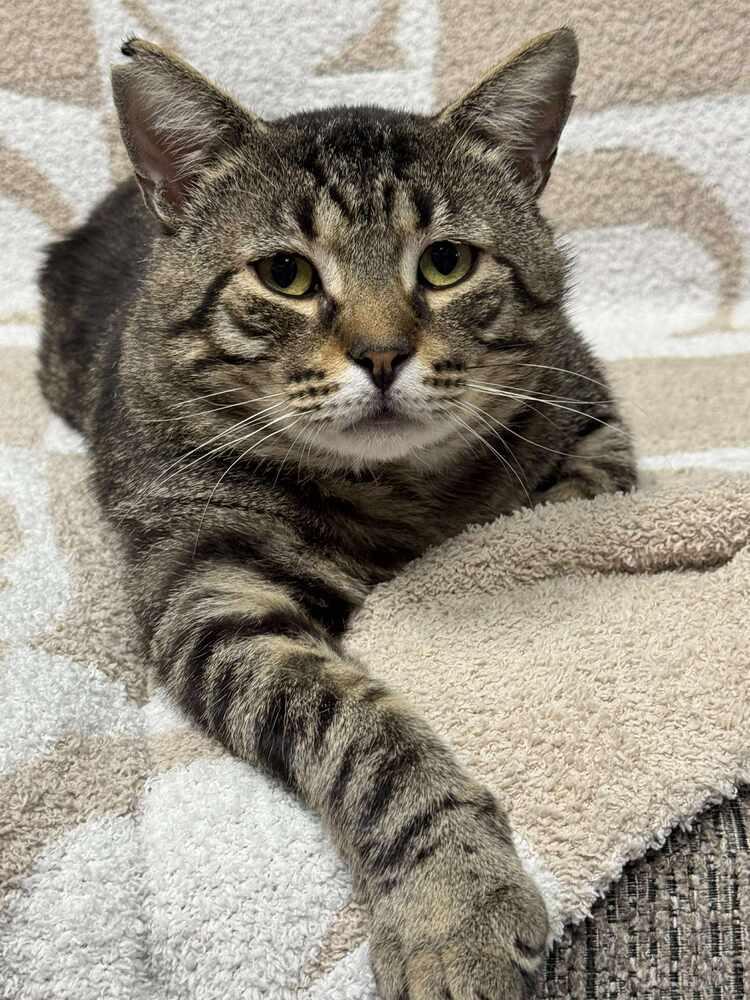 Lennox Avery, Adoptable, Young Male Domestic Short Hair.