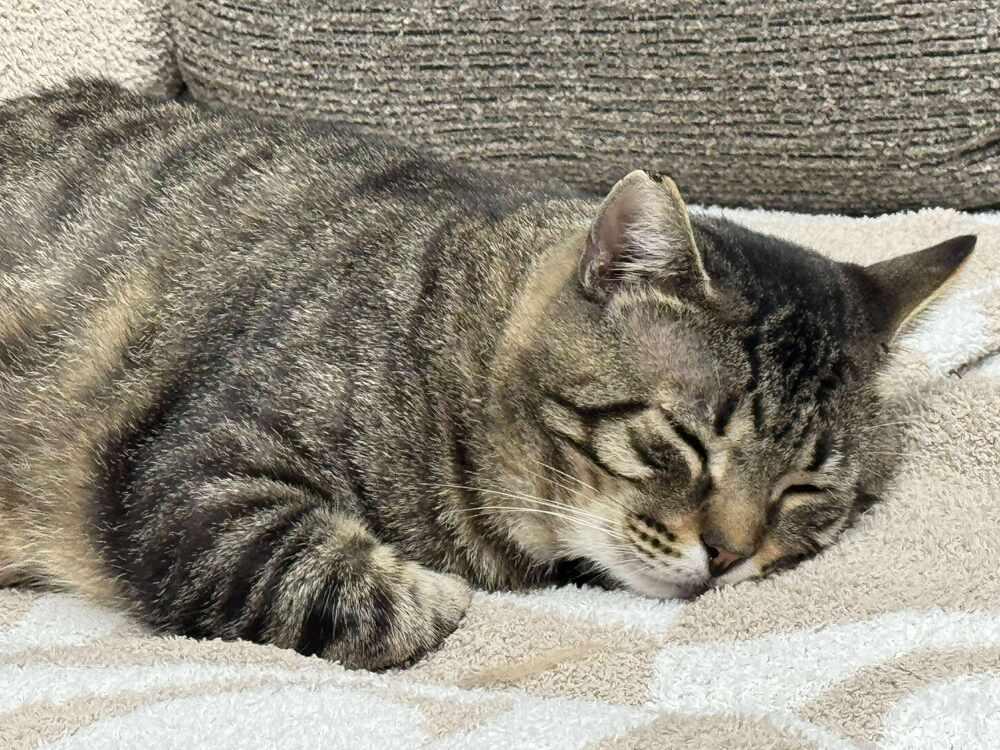 Lennox Avery, a Adoptable Domestic Short Hair in Mount Laurel, NJ image 2/6