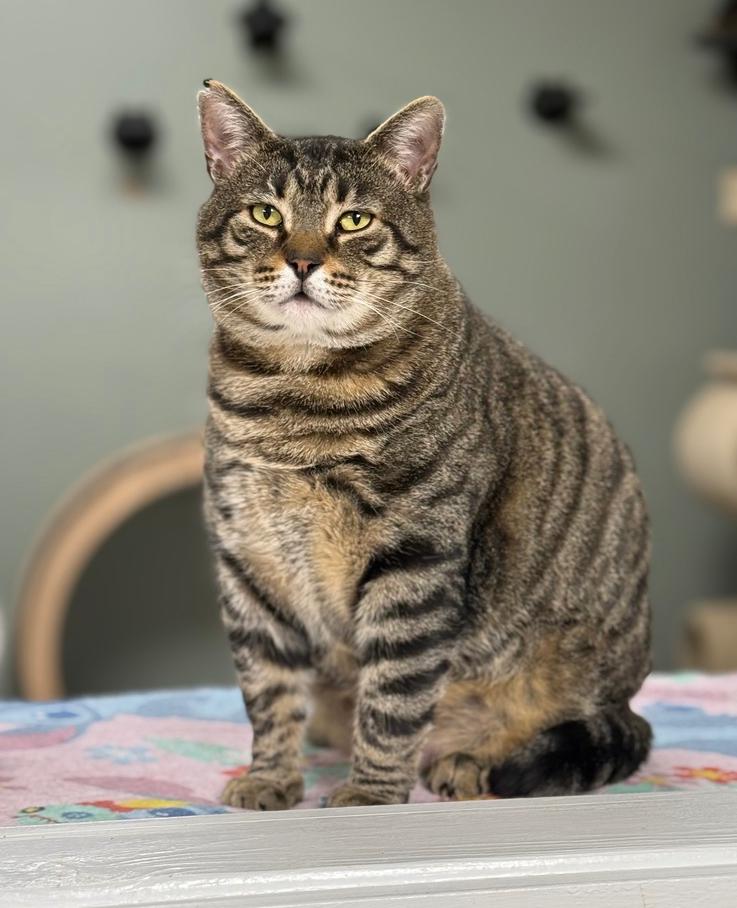 Lennox Avery, a Adoptable Domestic Short Hair in Mount Laurel, NJ image 3/6