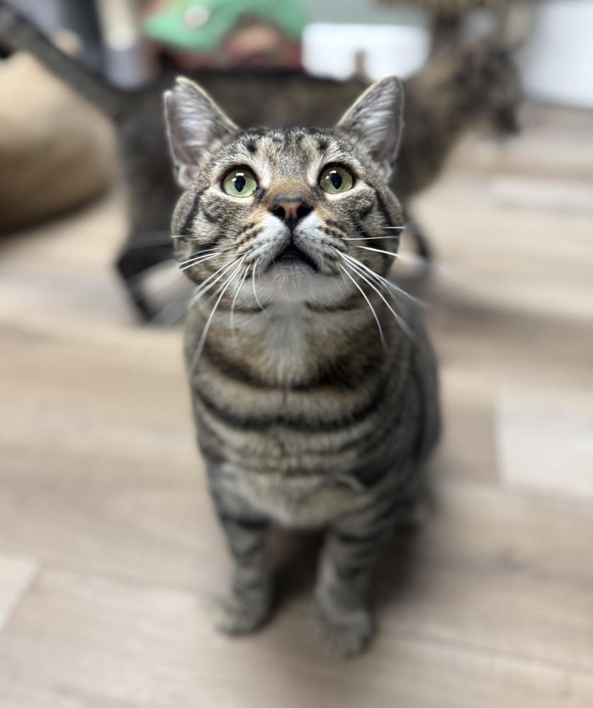 Lennox Avery, a Adoptable Domestic Short Hair in Mount Laurel, NJ image 4/6