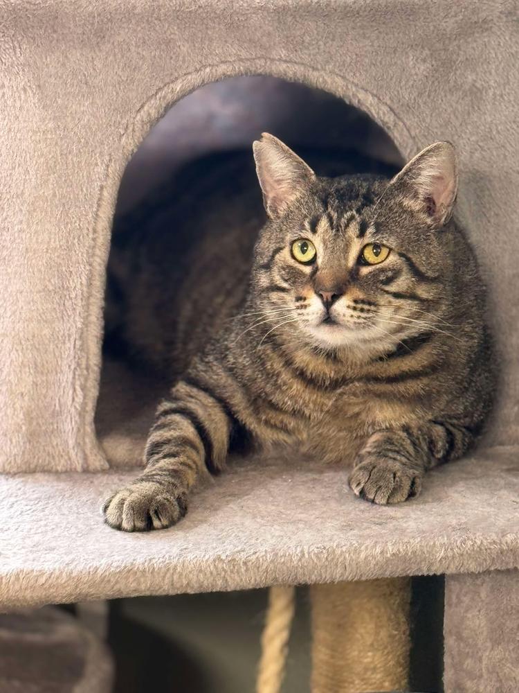 Lennox Avery, Adoptable, Young Male Domestic Short Hair.
