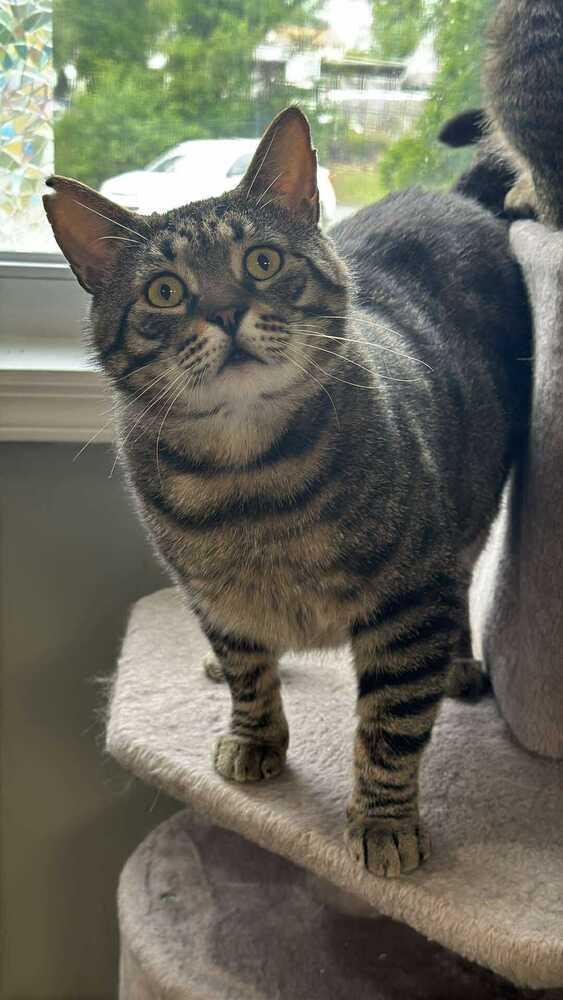 Lennox Avery, a Adoptable Domestic Short Hair in Mount Laurel, NJ image 6/6