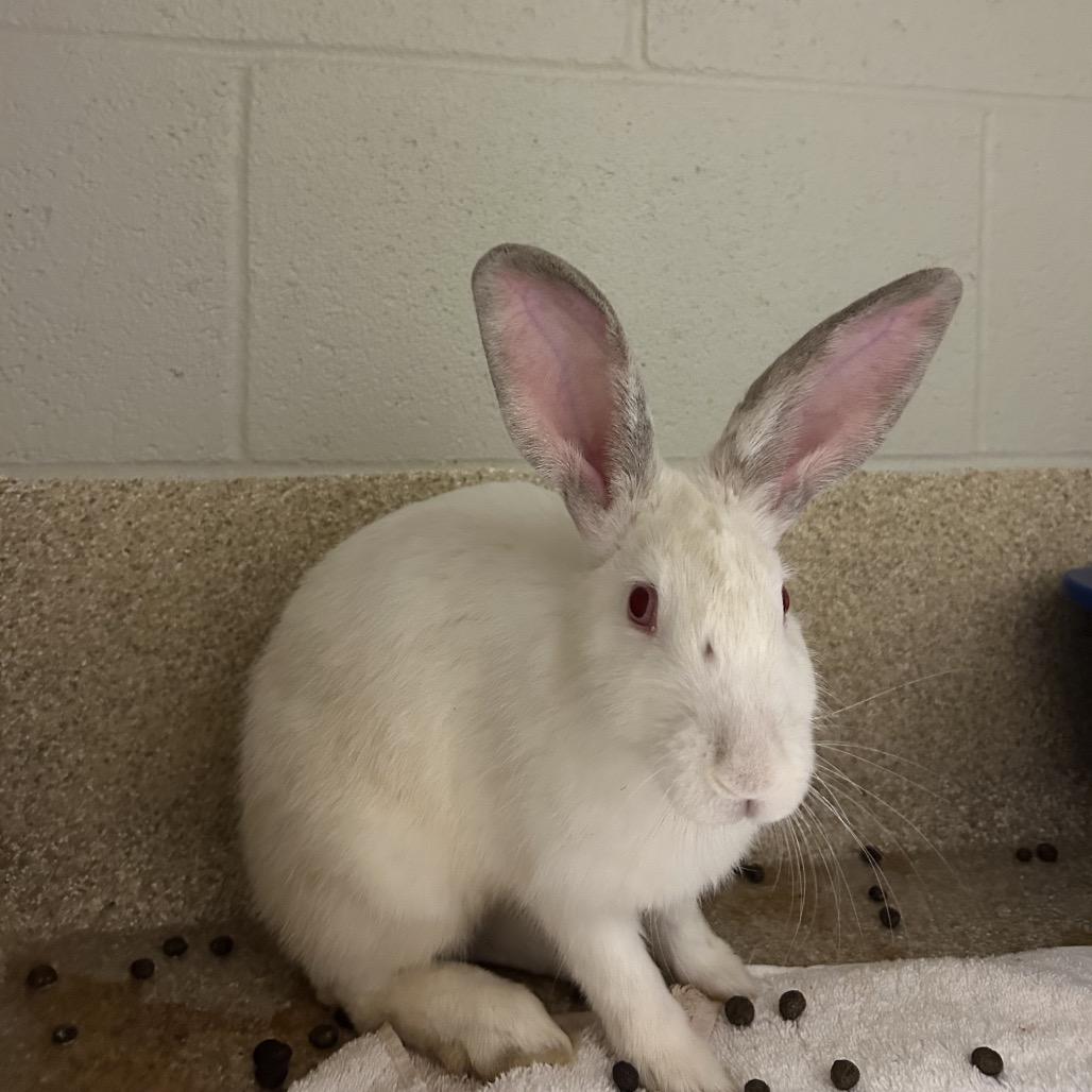 Lotto, Adoptable, Young Male Mini Rex.