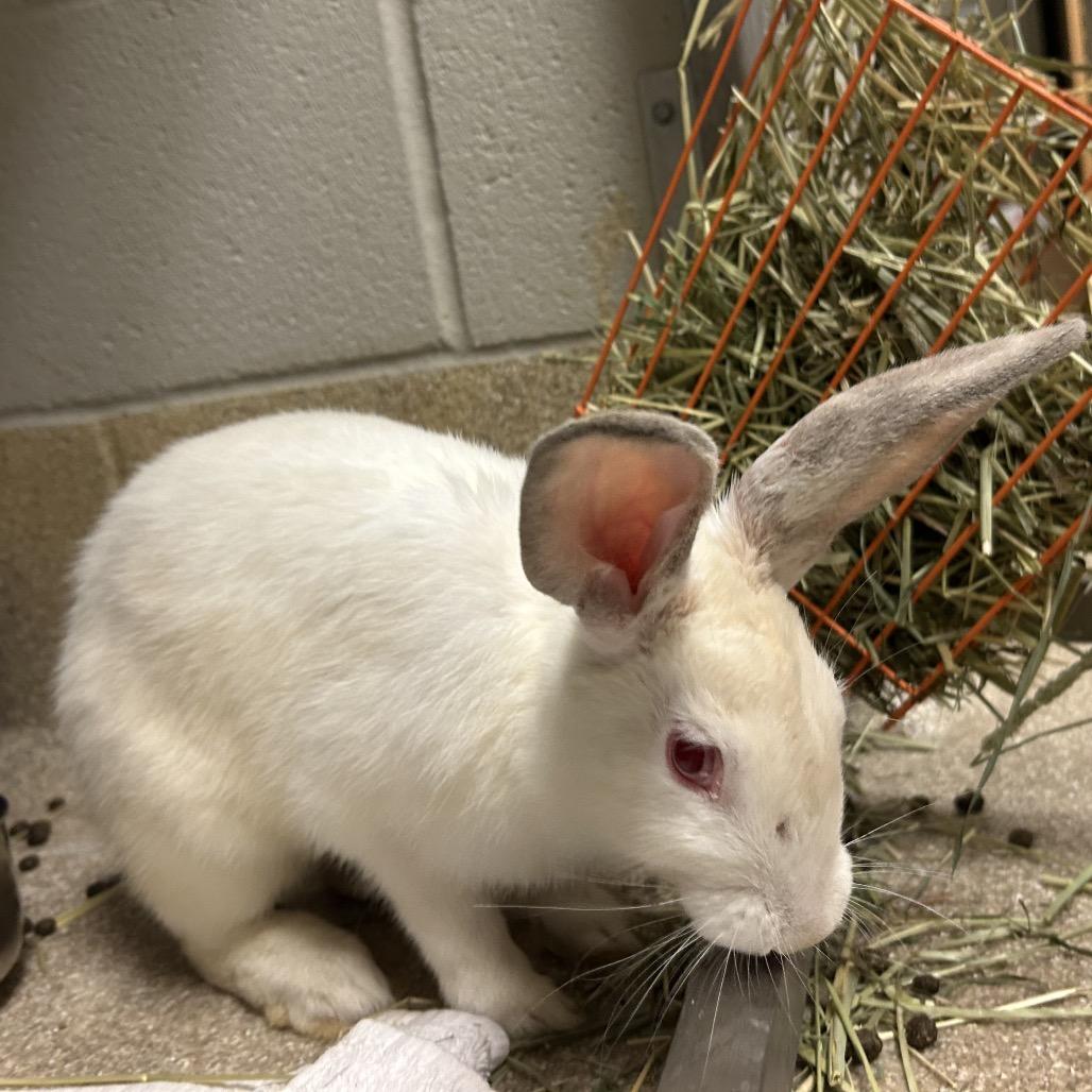 Enlarge Lotto, a Adoptable Mini Rex in Bristol, IN image 2/3