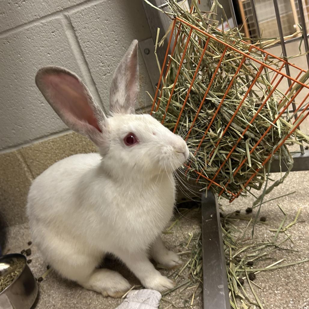 Enlarge Lotto, a Adoptable Mini Rex in Bristol, IN image 3/3