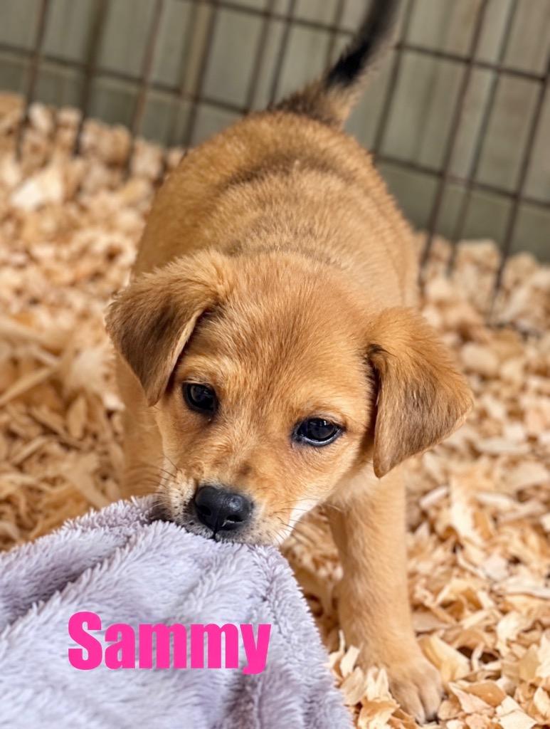 Enlarge Sammie, a Adoptable mixed breed in Princeton, MA image 1/3