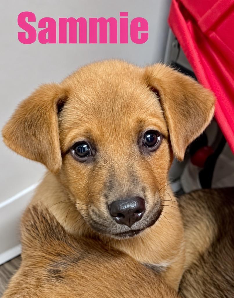 Enlarge Sammie, a Adoptable mixed breed in Princeton, MA image 3/3