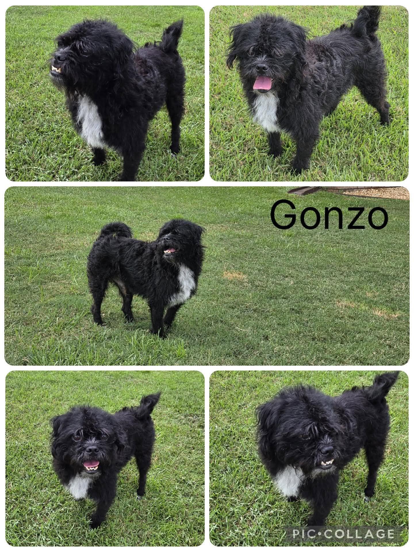 Gonzo, adopted, Adult Male Shih Tzu & Mixed Breed.