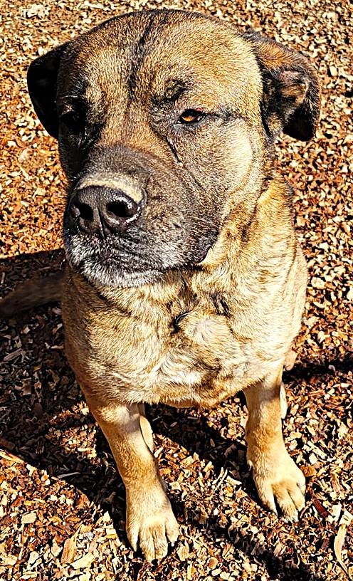 Brutus