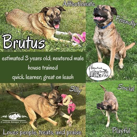 Brutus, an adoptable Mixed Breed in Heuvelton, NY, 13654 | Photo Image 1
