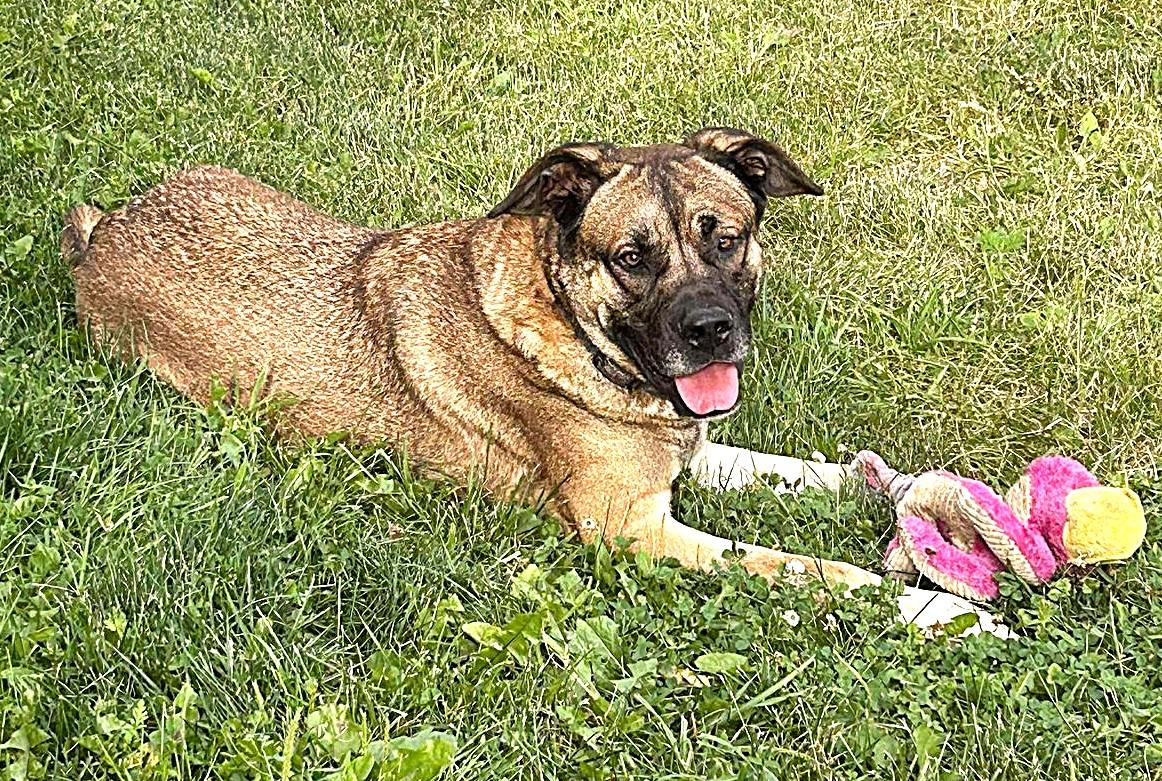Brutus
