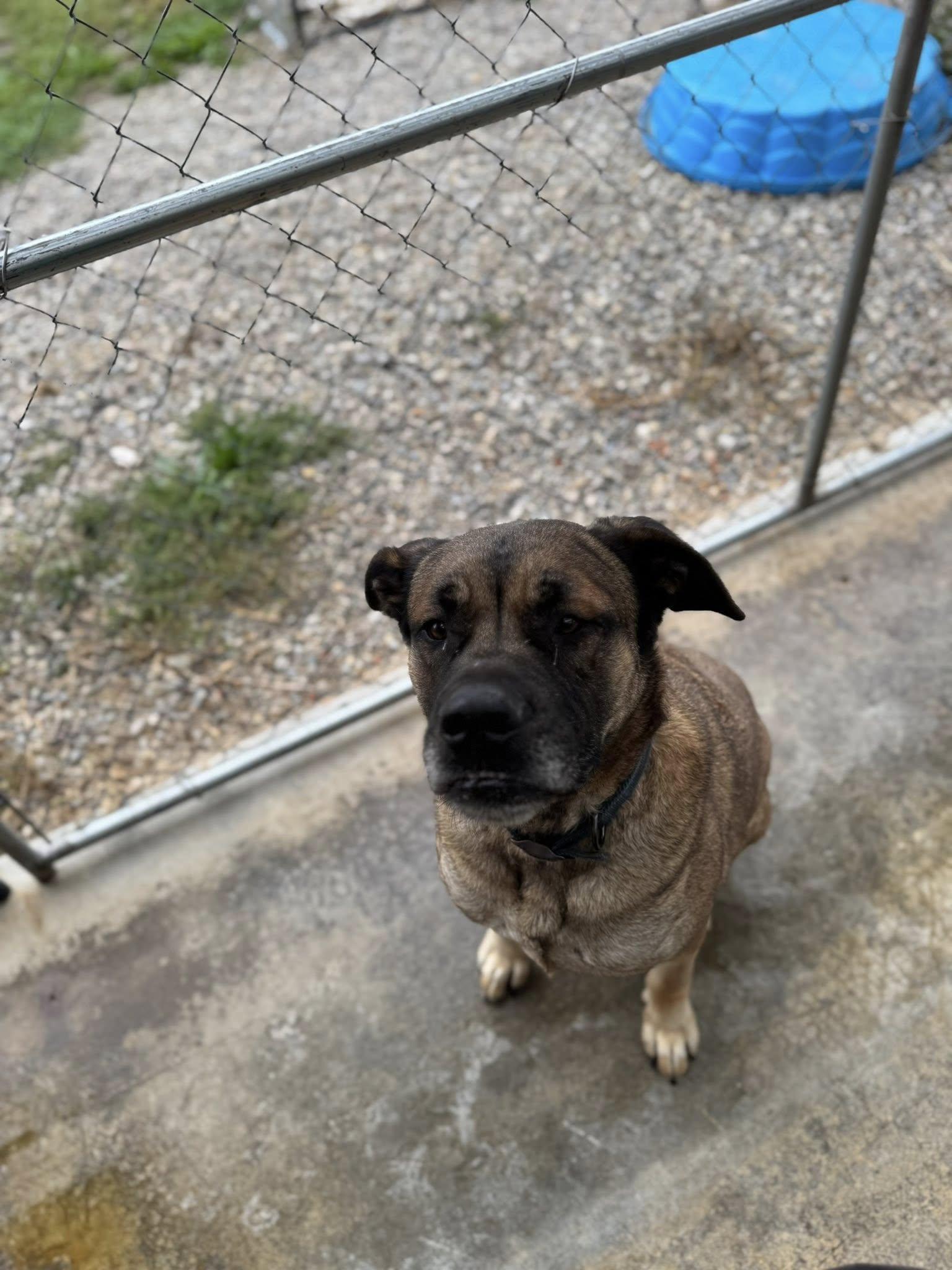 Brutus, an adoptable Mixed Breed in Heuvelton, NY, 13654 | Photo Image 4