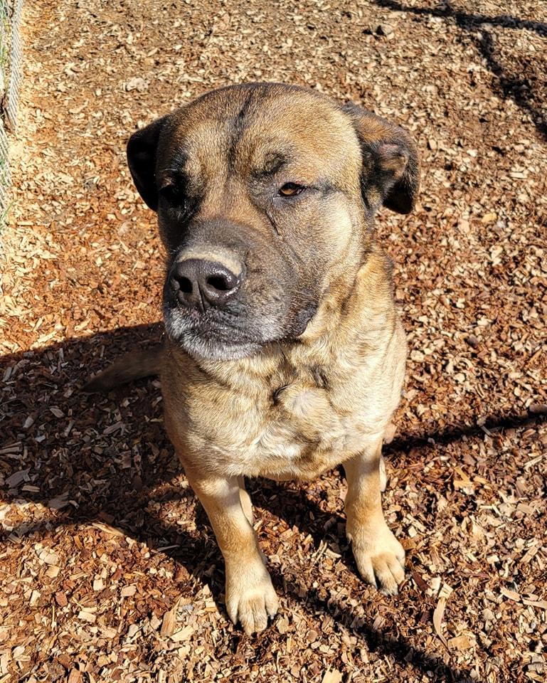 Brutus