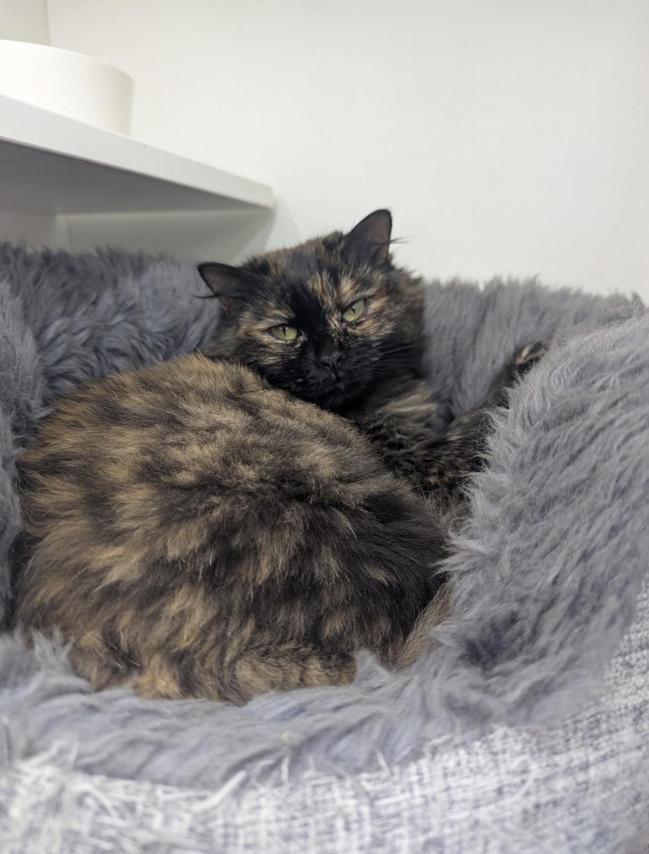 Brookie, Adoptable, Adult Female Persian.