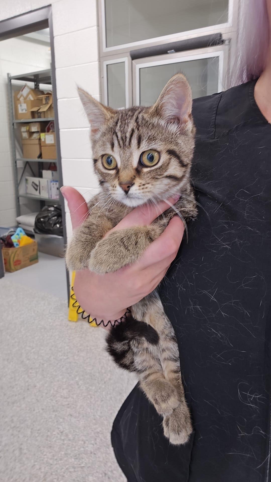 Doughnut, a ADOPTABLE Domestic Short Hair in St Thomas, ON image 1/4