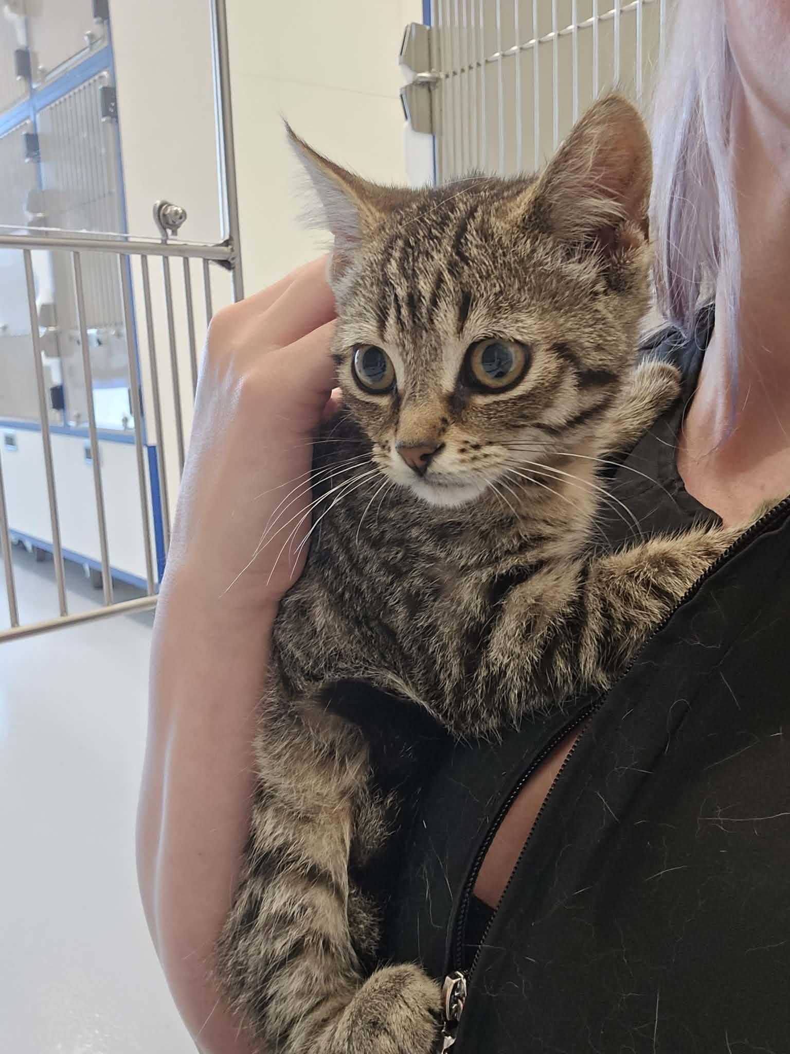 Doughnut, a ADOPTABLE Domestic Short Hair in St Thomas, ON image 4/4