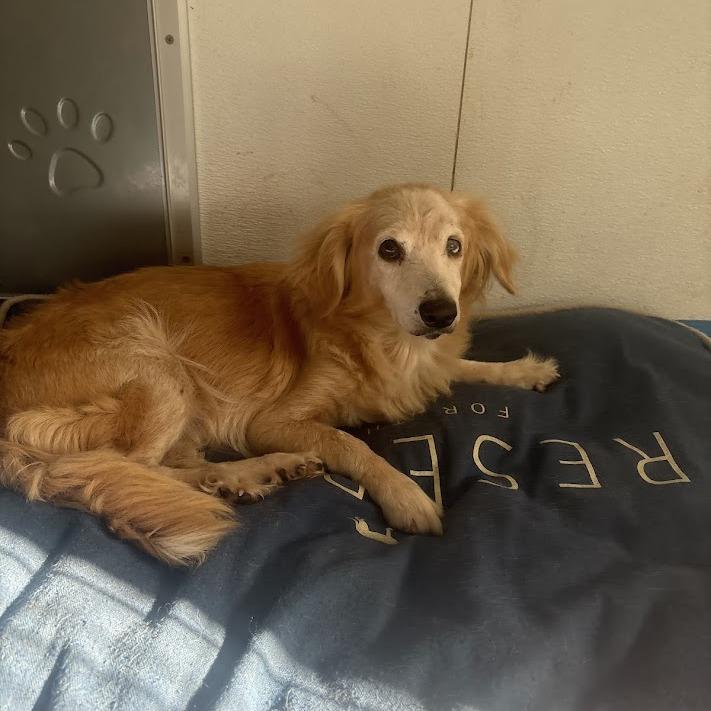 Thelma, Adoptable, Senior Female Dachshund (Long Haired) & Mixed Breed.
