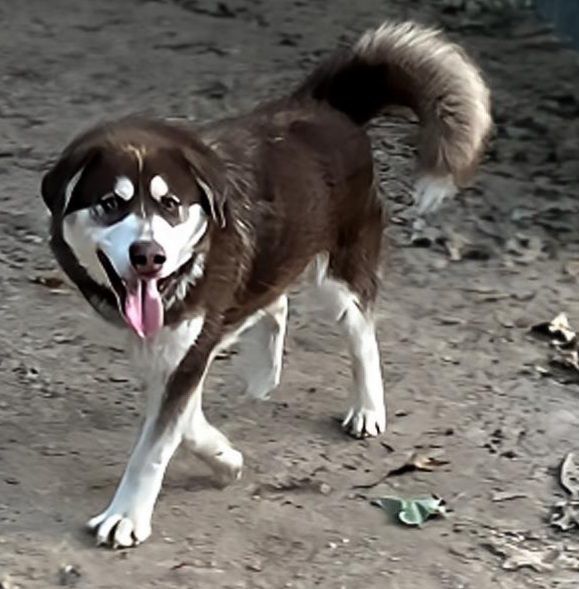 Symeron, a Adoptable Alaskan Malamute in St. James, MO image 2/4