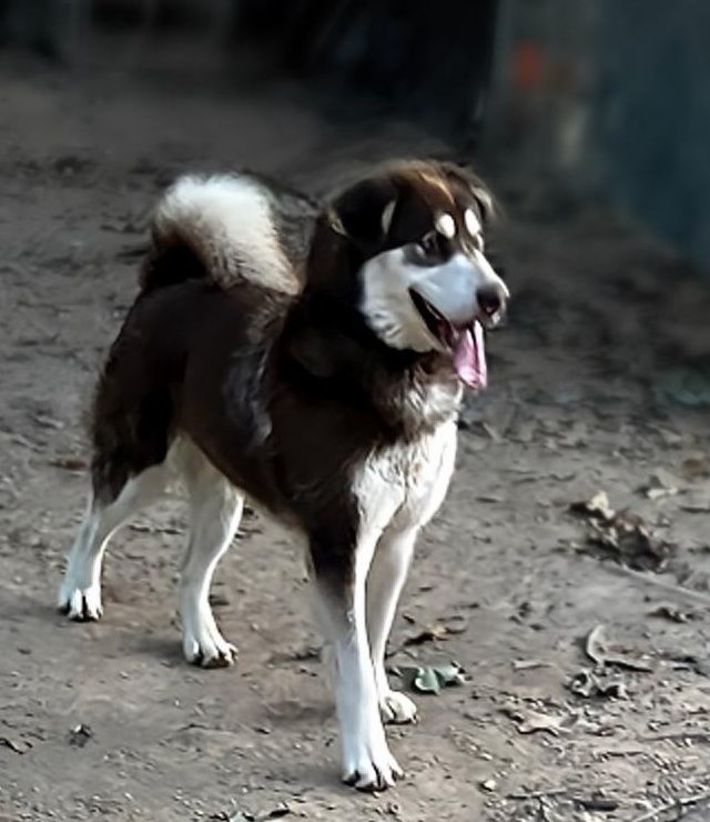 Symeron, a Adoptable Alaskan Malamute in St. James, MO image 3/4