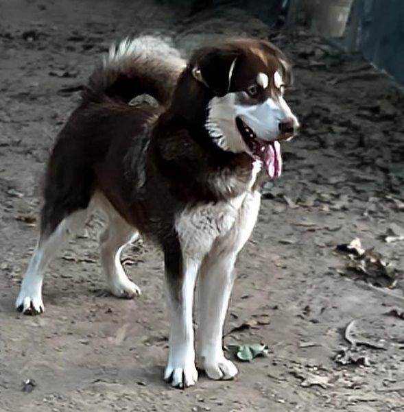 Symeron, a Adoptable Alaskan Malamute in St. James, MO image 1/4