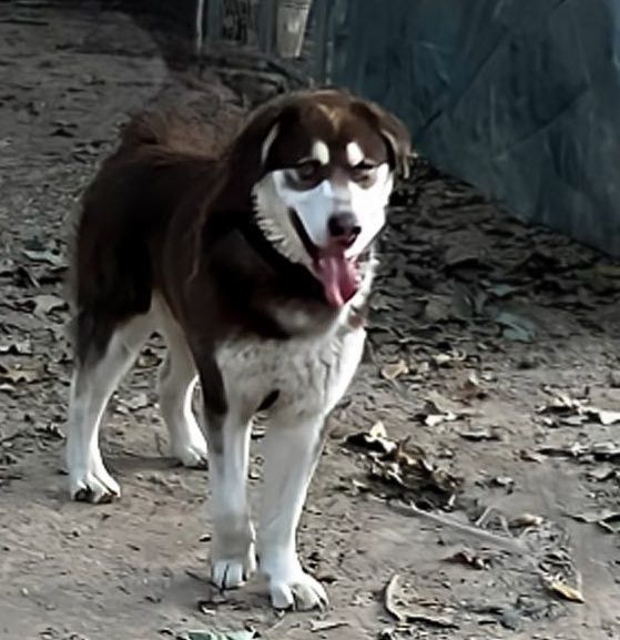 Symeron, a Adoptable Alaskan Malamute in St. James, MO image 4/4