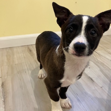 Bobby, an adopted Corgi & Chihuahua Mix in Lindenhurst, NY_image-1