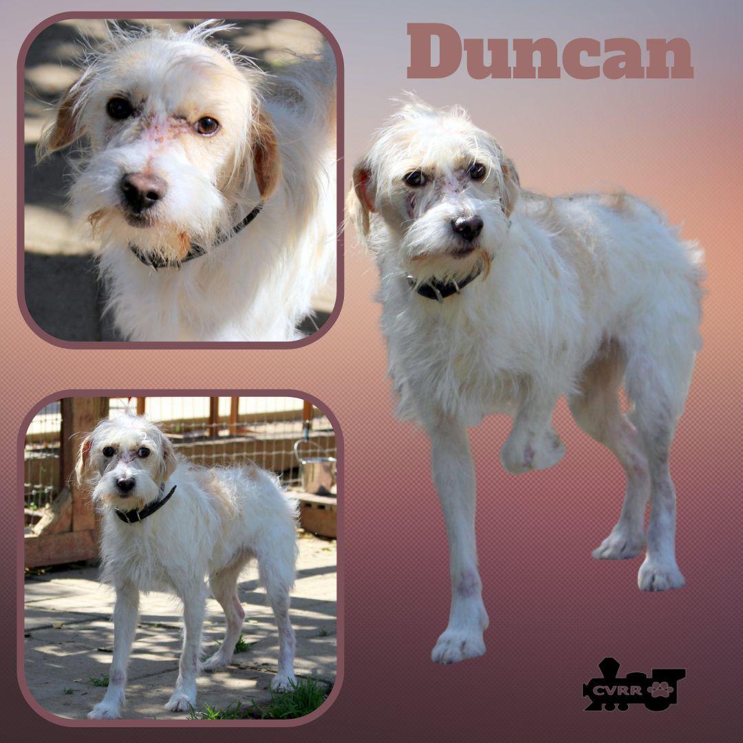 Enlarge Duncan, a Adoptable mixed breed in LINDSAY, CA image 1/1