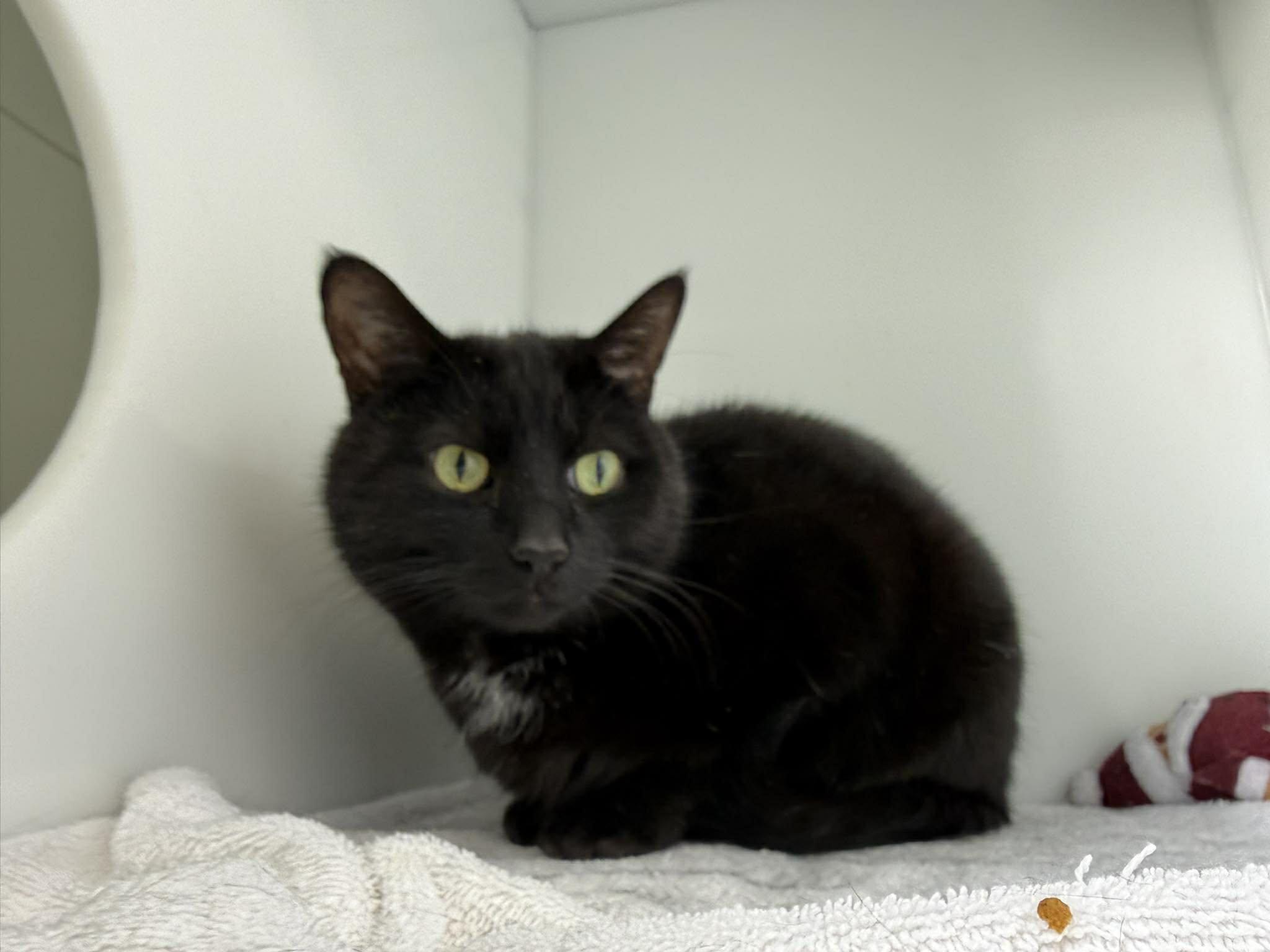 Saku, ADOPTABLE, Adult Male Domestic Short Hair.