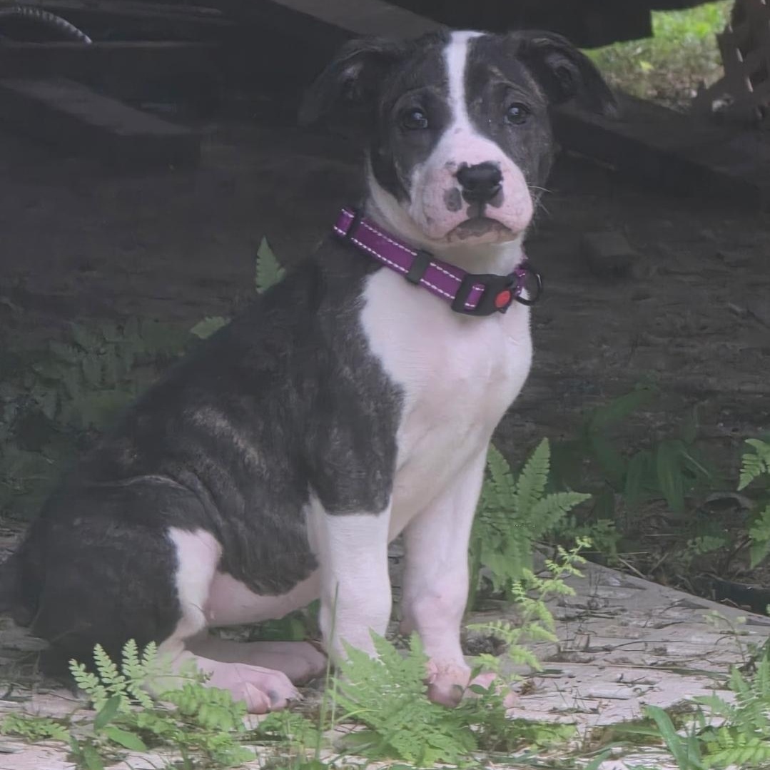 Milkshake, a ADOPTABLE mixed breed in Colonial Heights, VA image 1/2