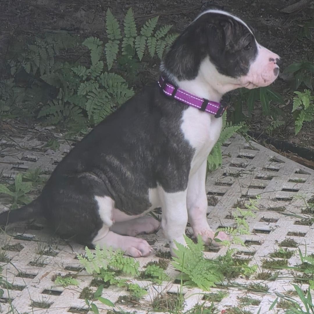 Milkshake, a ADOPTABLE mixed breed in Colonial Heights, VA image 2/2