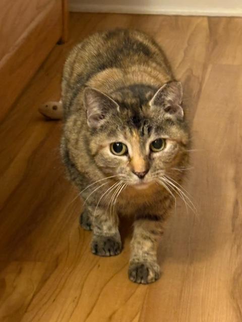 Little Girl - Charming Calico, Adoptable, Adult Female Calico.