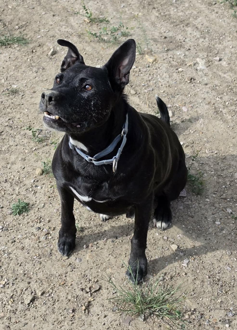 Rex, a ADOPTABLE mixed breed in Newcastle, WY image 2/3