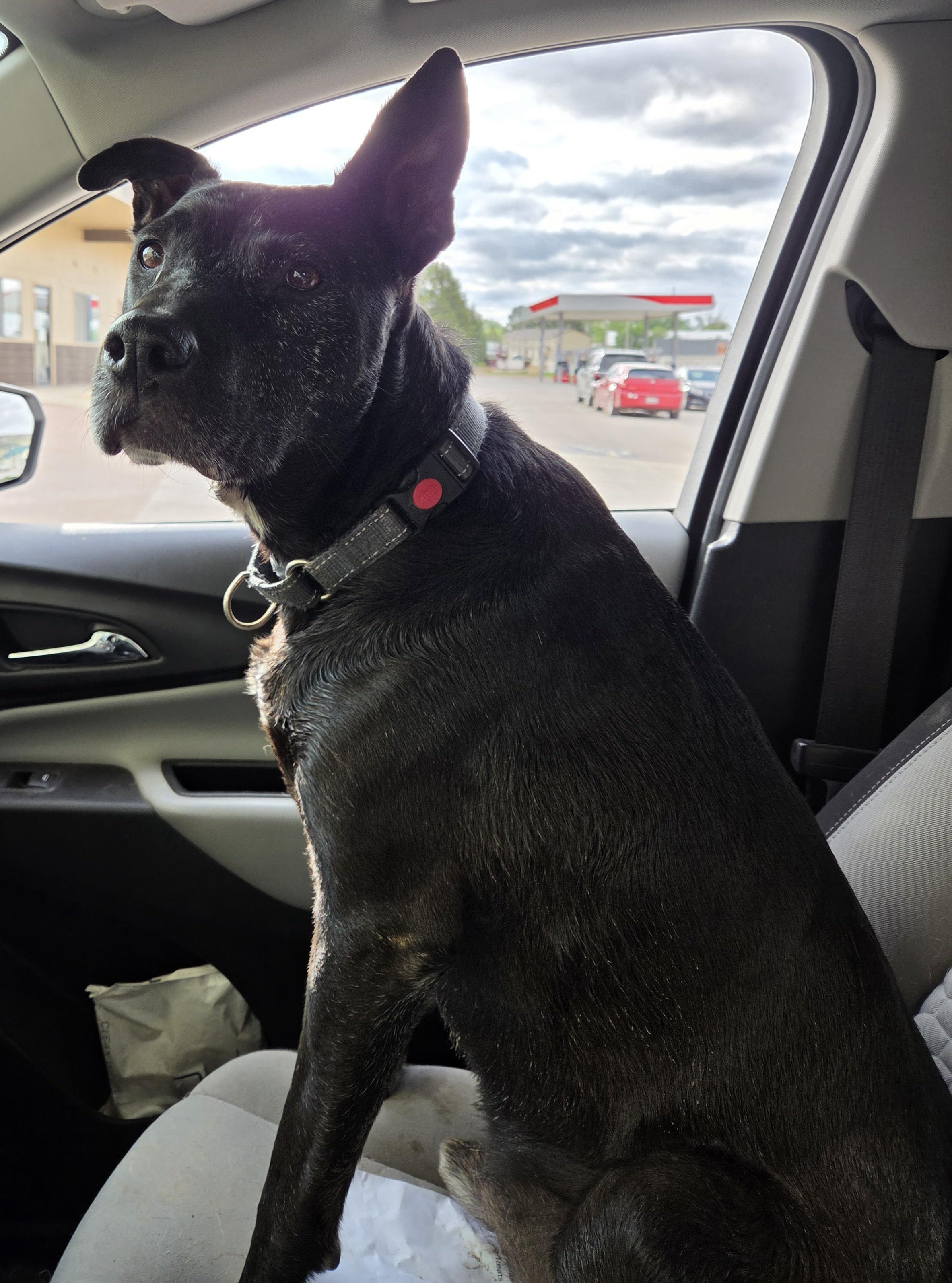 Rex, a ADOPTABLE mixed breed in Newcastle, WY image 1/3
