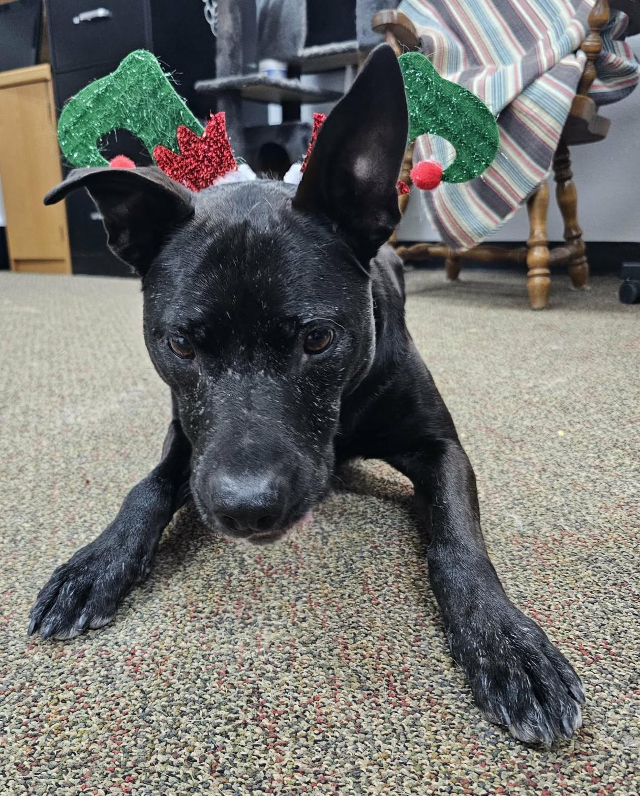 Enlarge Rex, a ADOPTABLE mixed breed in Newcastle, WY image 3/3