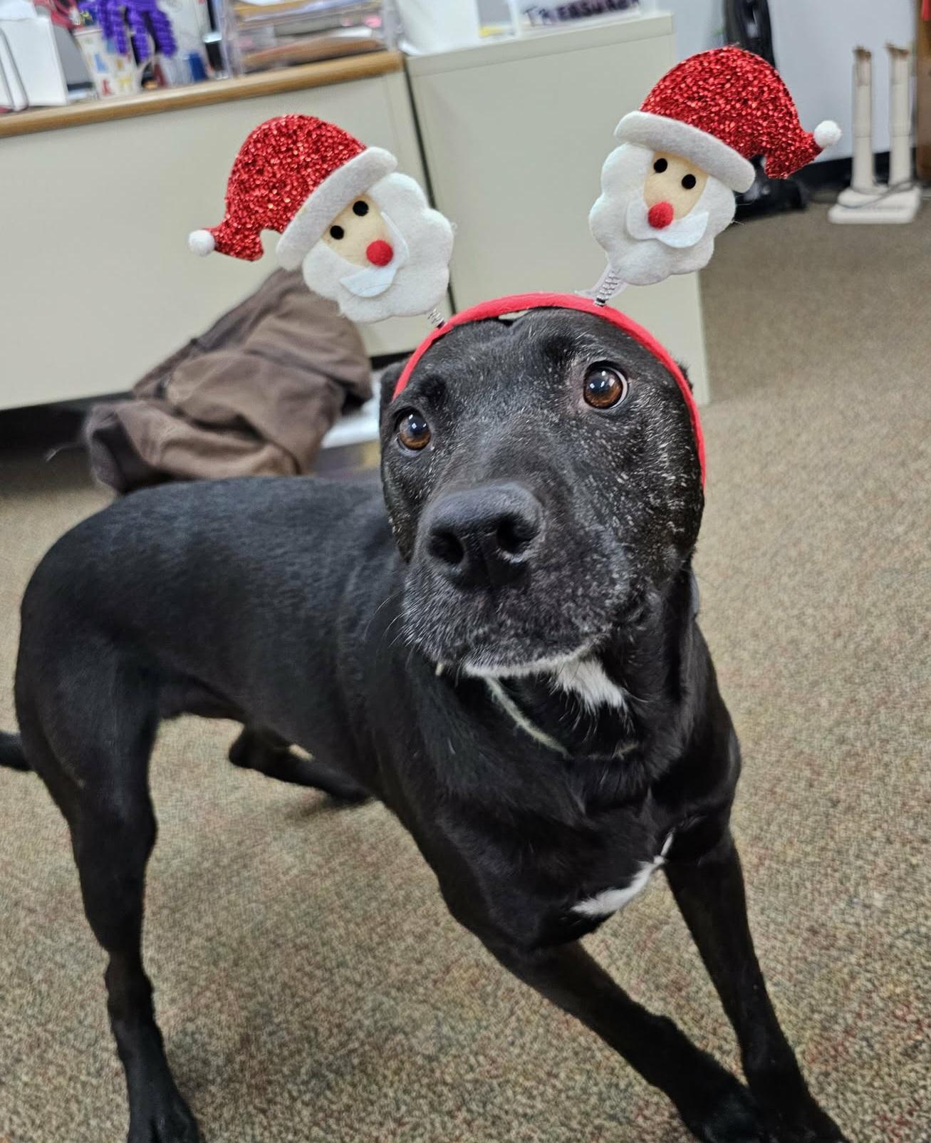 Enlarge Rex, a ADOPTABLE mixed breed in Newcastle, WY image 2/3