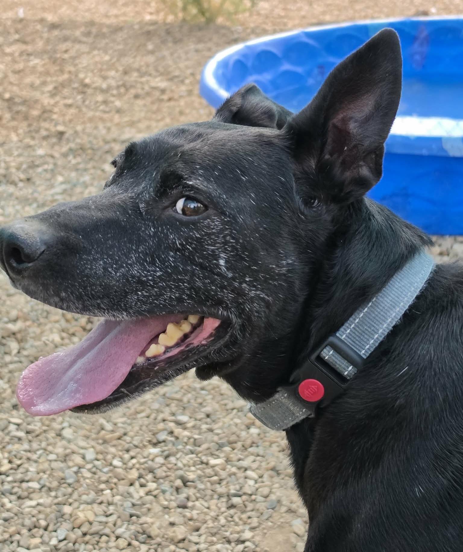 Rex, a ADOPTABLE mixed breed in Newcastle, WY image 3/3