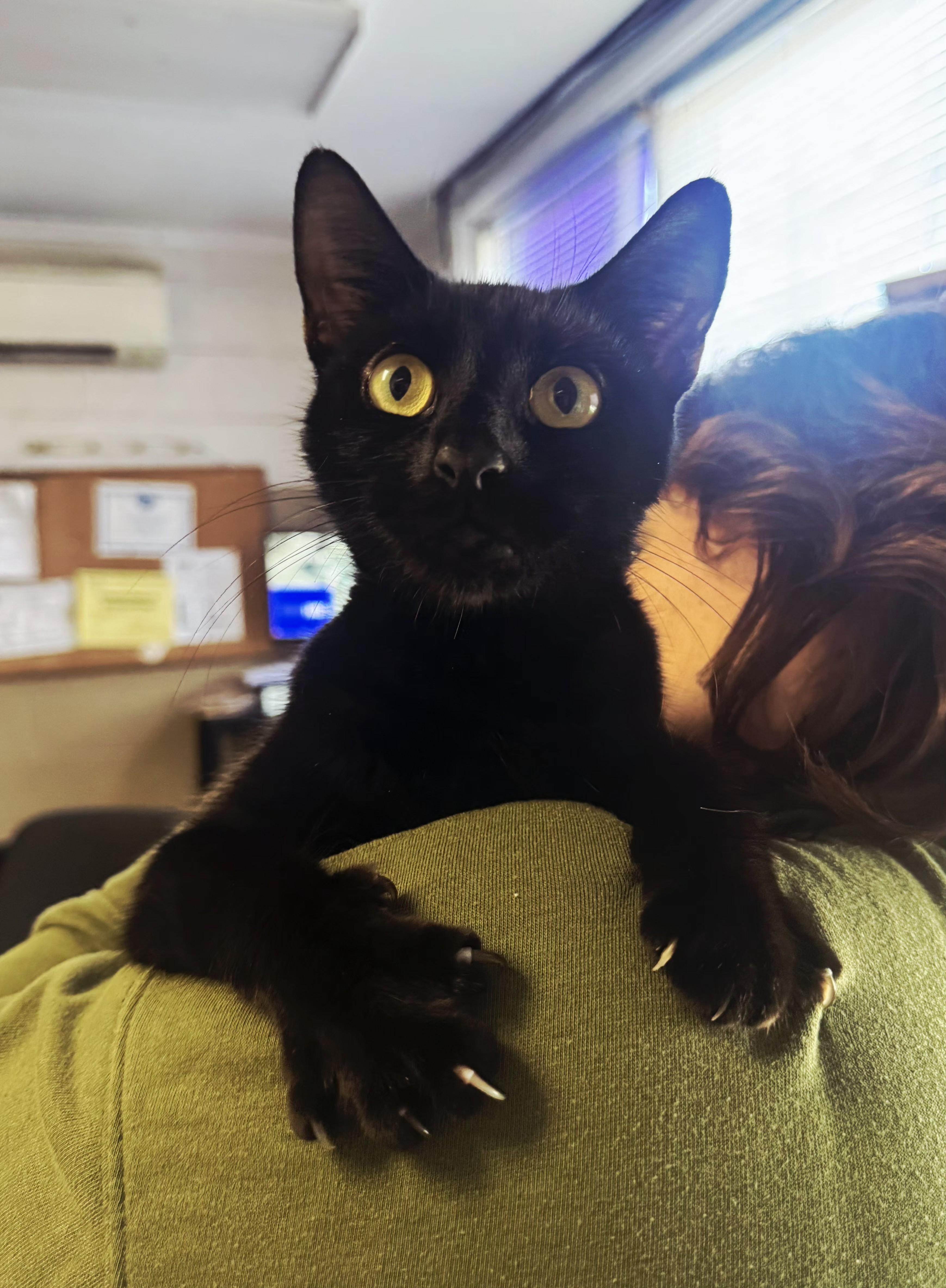 Betty Biscuits, Adoptable, Young Female Domestic Short Hair.