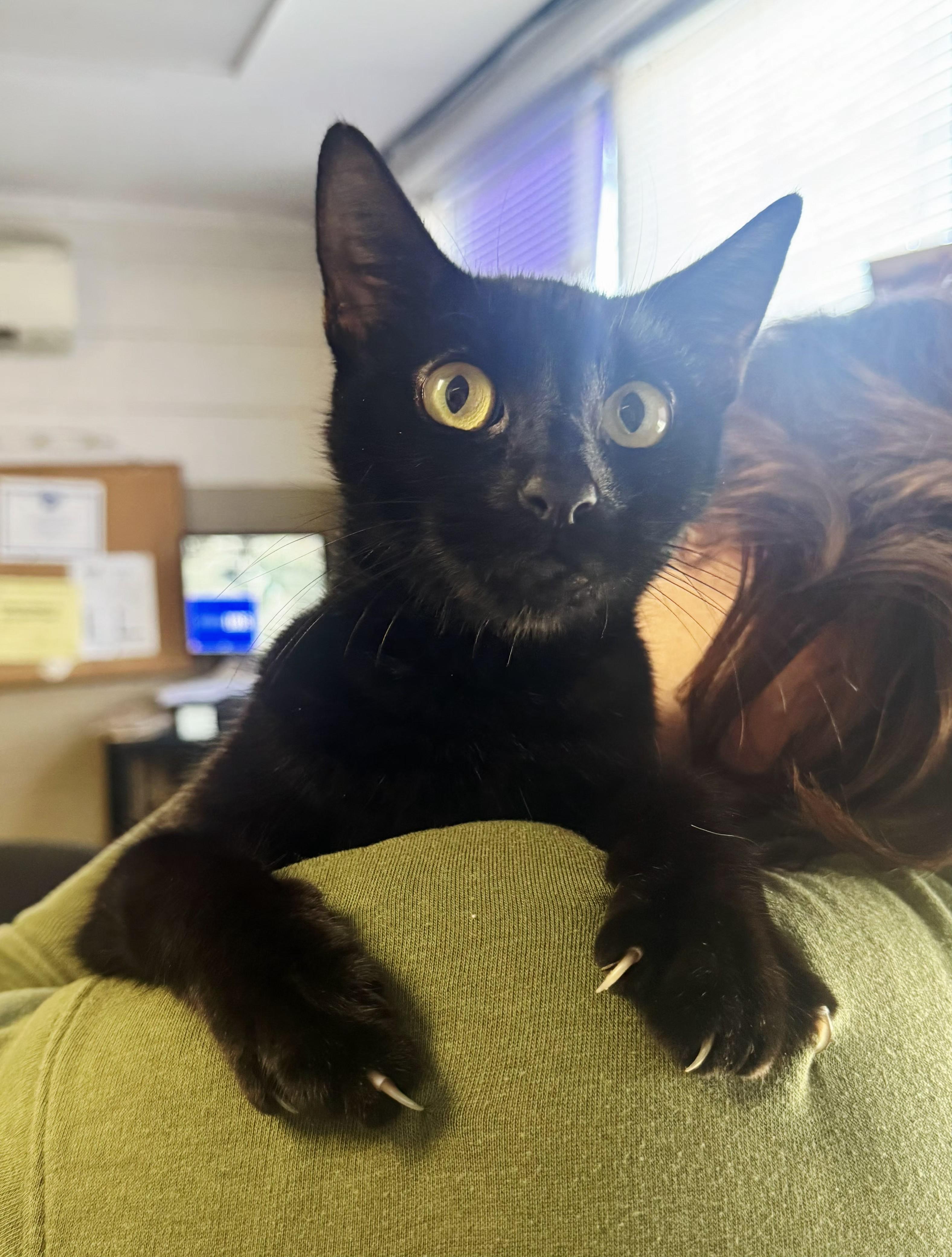 Enlarge Betty Biscuits, a Adoptable Domestic Short Hair in Perth Amboy, NJ image 3/3