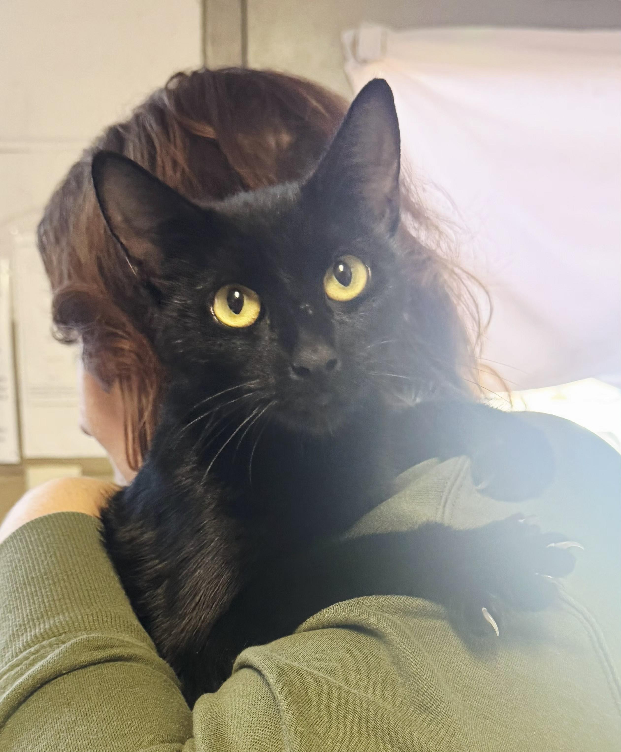 Enlarge Betty Biscuits, a Adoptable Domestic Short Hair in Perth Amboy, NJ image 2/3