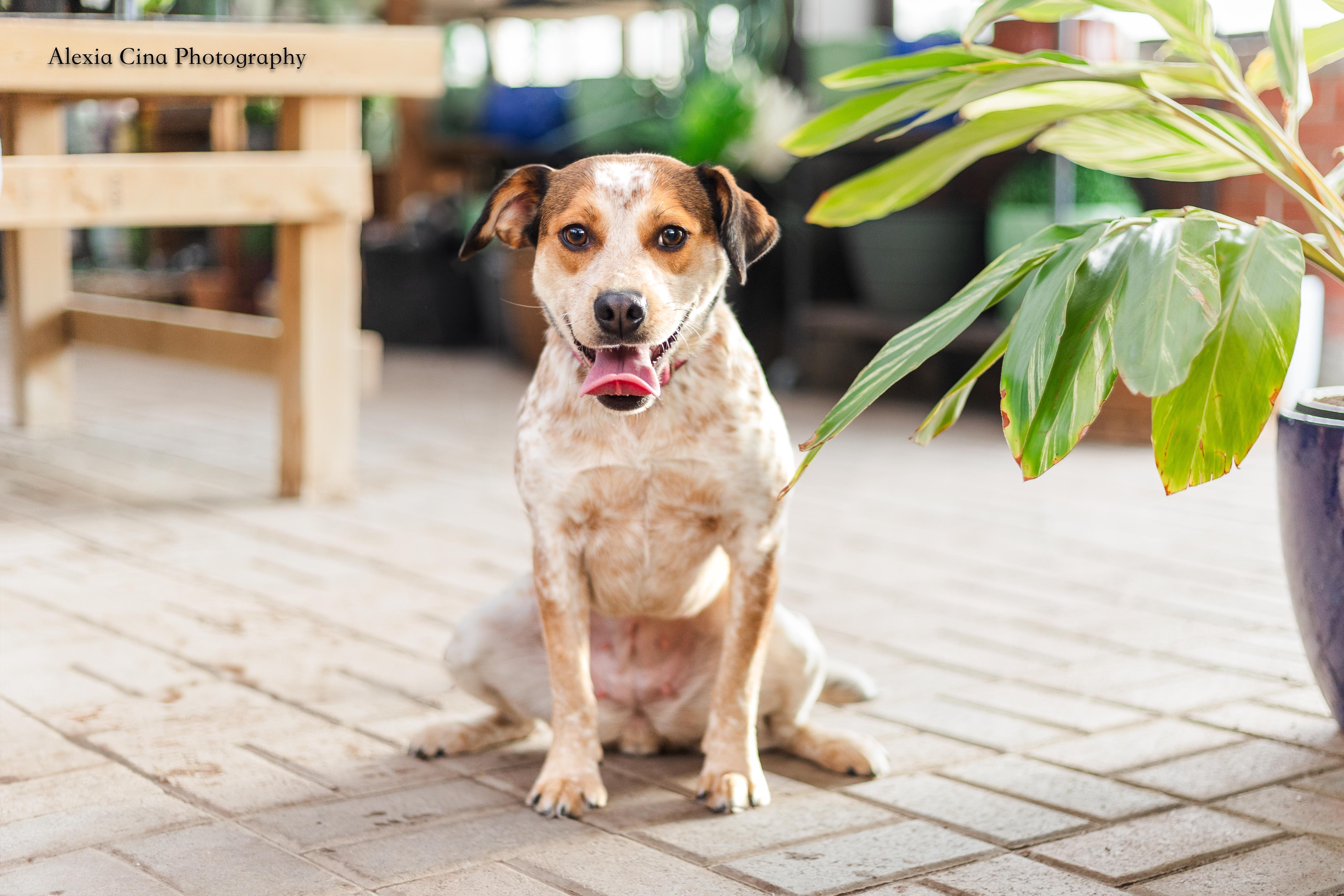 Enlarge Shailey, an adopted mixed breed in Drumbo, ON image 2/4