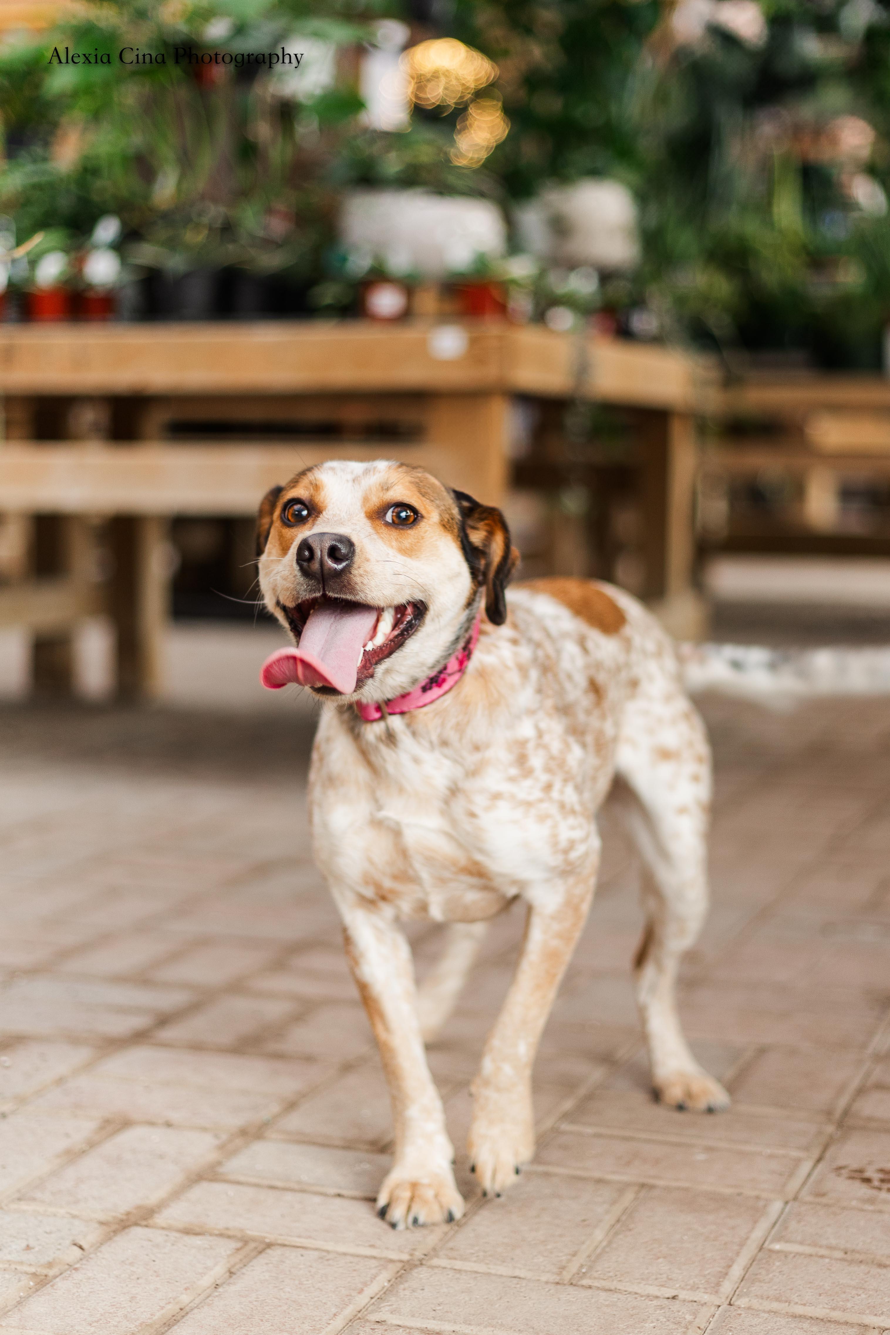 Enlarge Shailey, an adopted mixed breed in Drumbo, ON image 4/4