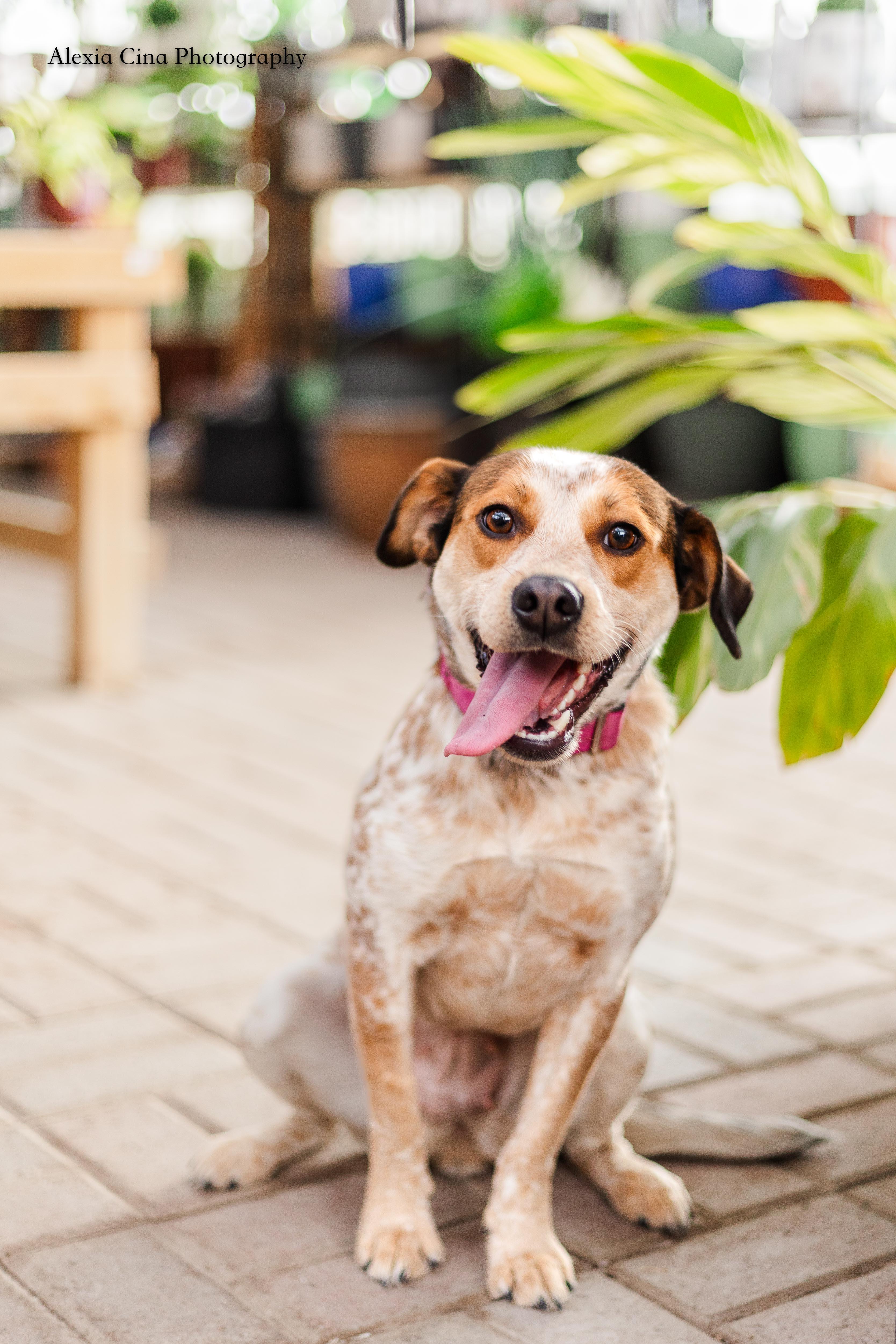 Enlarge Shailey, an adopted mixed breed in Drumbo, ON image 3/4