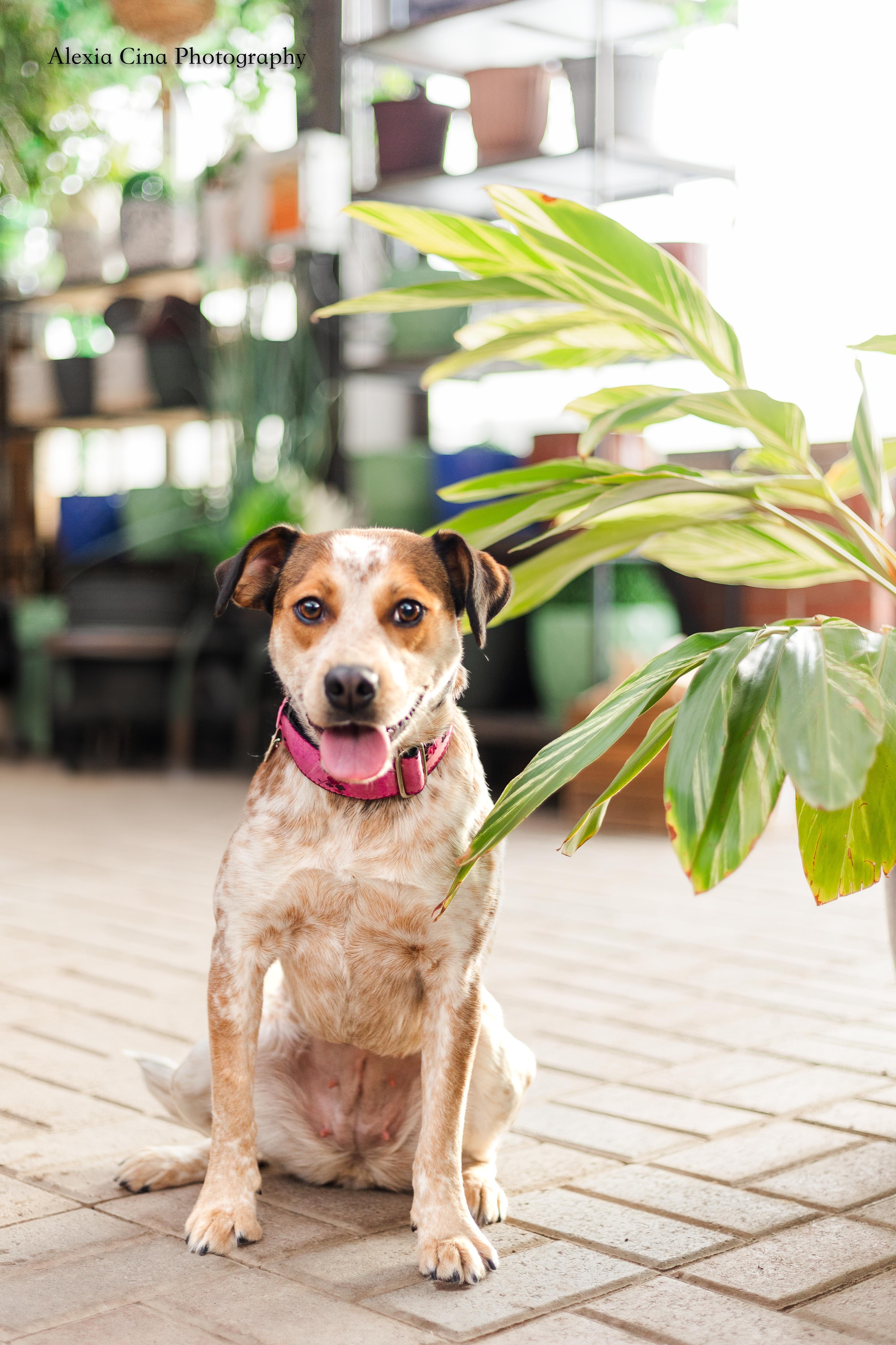 Enlarge Shailey, an adopted mixed breed in Drumbo, ON image 1/4